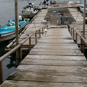 桟橋にての画像