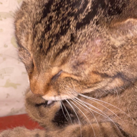 子宮頚がん体がん検査結果の画像