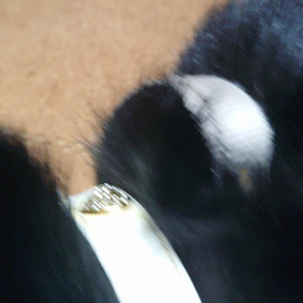 あんみつ 退院の画像