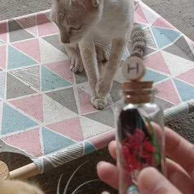 貓咪曬太陽的家の画像