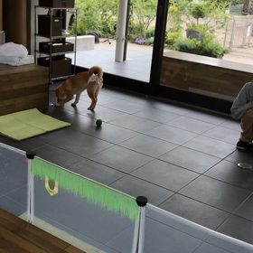 パピーパーティーの画像