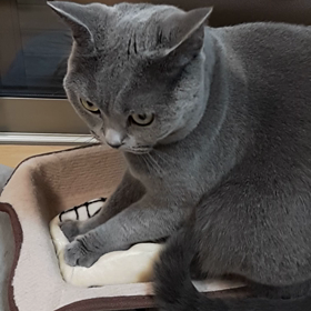 リベンジの画像