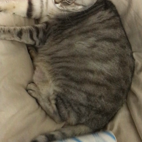 動じません(-`д´- ｡)の画像