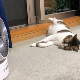 ささやかな喜びってこんなもんよ！可愛いあんよのデール動画。の画像