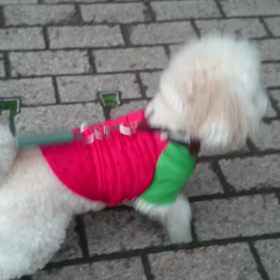 レオ日記(vsのら猫)の画像