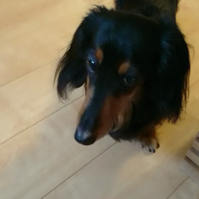 早くおやつちょーだい！！の画像