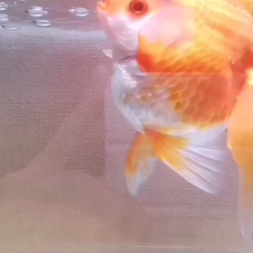 Goldfish dance金魚のカイちゃん踊る#カイちゃん #goldfish ...の画像