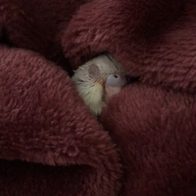 小さな声での画像