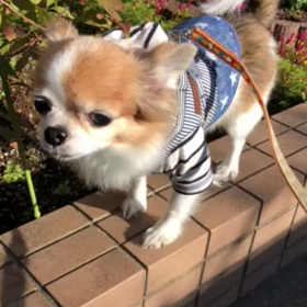 わが家のわんこの画像