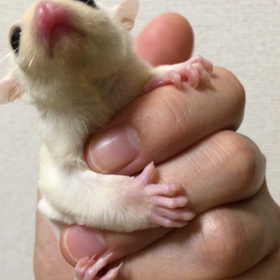 ★☆可愛く成長しております☆★の画像