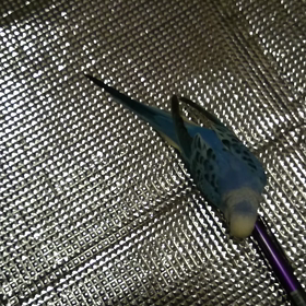 インコ様。勝手に降りるの画像