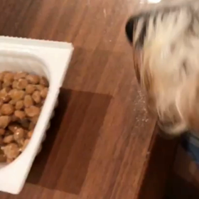 ランディは納豆も好き♪の画像