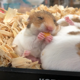 癒されます。の画像