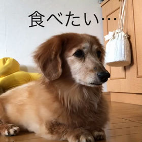 チップ君に我慢させる、字幕付き動画。カブちゃんの死。の画像
