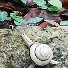 白いカタツムリ(動画)の画像