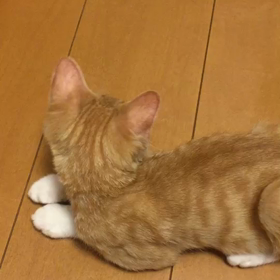 里親様募集中の子猫  ニャン太くん！の画像