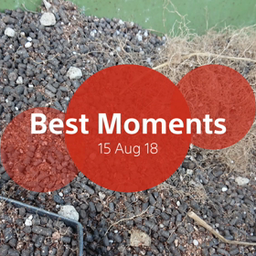 続キュウリの画像