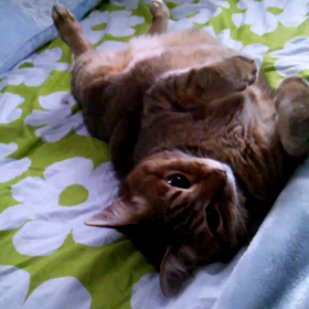 覚えていたのねの画像