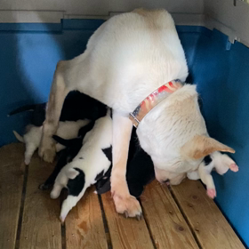 2022.04.09   子犬通信の画像