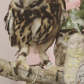 エレンちゃんに潰されてるメルの画像