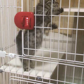 ウチの猫ですの画像