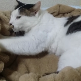 よしお君のフミフミの画像