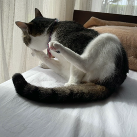 ワタシについて:こんな人ですの画像