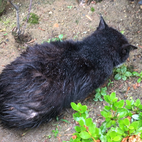 迷子猫さんのその後の画像