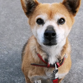 マミイ今日もめんこいぞの画像