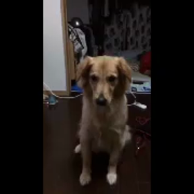 どんくさい(笑)の画像