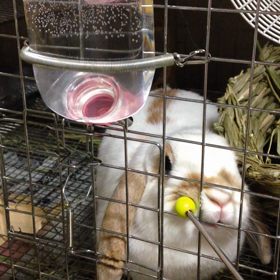 クリッカー動画  のん  &あんの画像