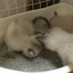 保護猫ボランティアの画像