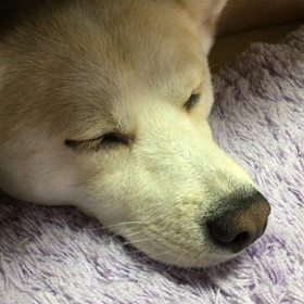 え？  イビキ？の画像