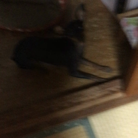 ごはん前。の画像