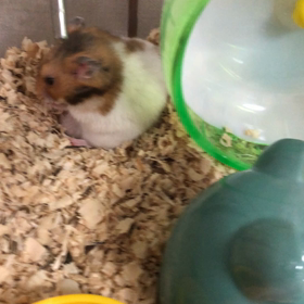 ゆるめるの画像