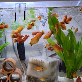 水換えの達成感の画像