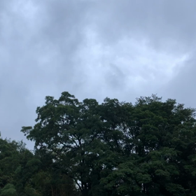 癒しのさえずり　至福のひとときの画像