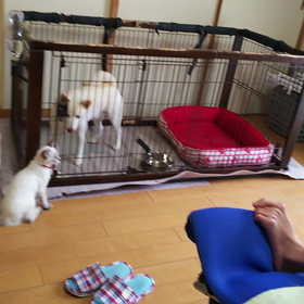 白芝ななちゃん じゃれてるの？の画像