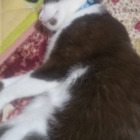 寝言、言っとるけぇの画像