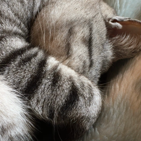 何の音？の画像