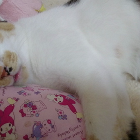 ジルちゃんの寝顔の画像