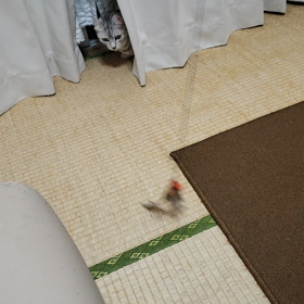 動くシュシュの画像
