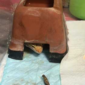 Jurassic Parkの画像