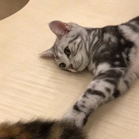 ”ことわざ滑舌早口言葉の絵本を読んだり”の画像