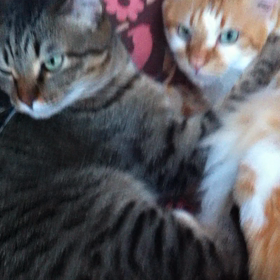 人のベットでイチャつかないで。の画像