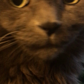 東京の感染者数 過去最高の画像