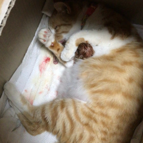 アンジュの出産☺️の画像