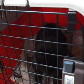 動きがとまらない…の画像