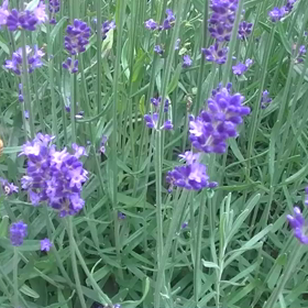 里山の豊かな応援団の画像