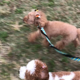 ♪お散歩動画♪代々木公園♪①の画像